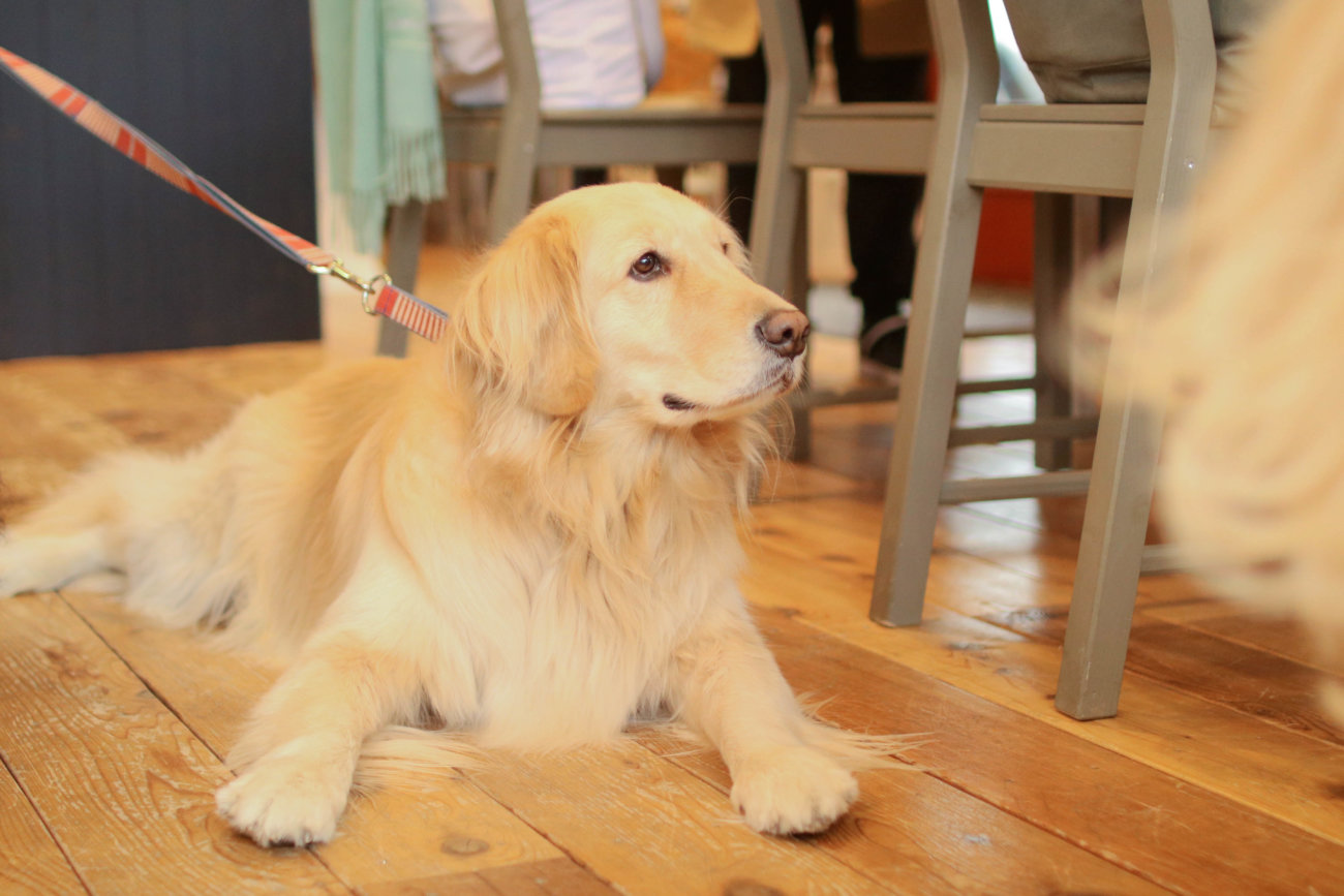 レトリーバー,看板犬,ドッグラン