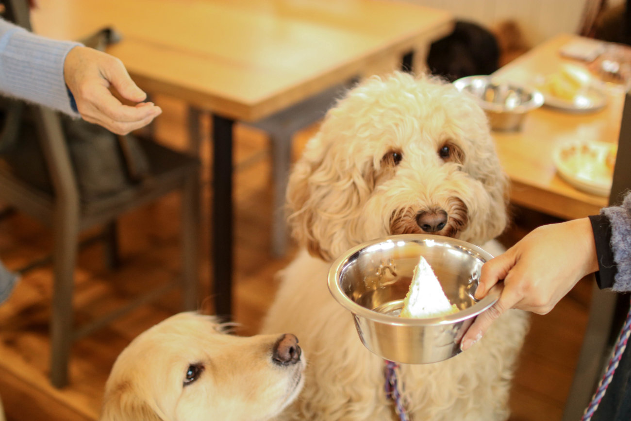 レトリーバー,看板犬,ドッグラン