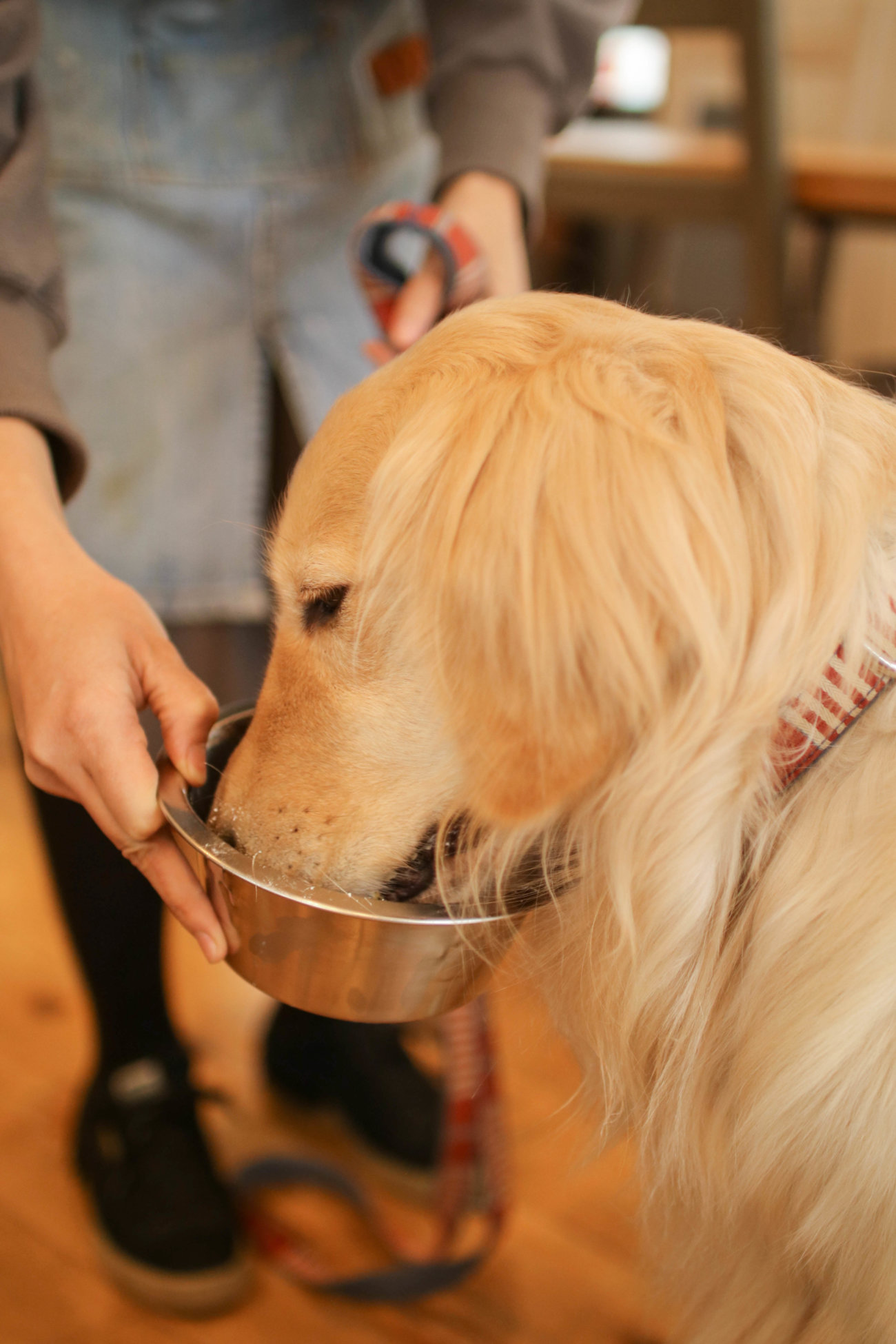 レトリーバー,看板犬,ドッグラン