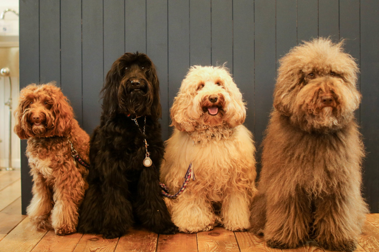 レトリーバー,看板犬,ドッグラン