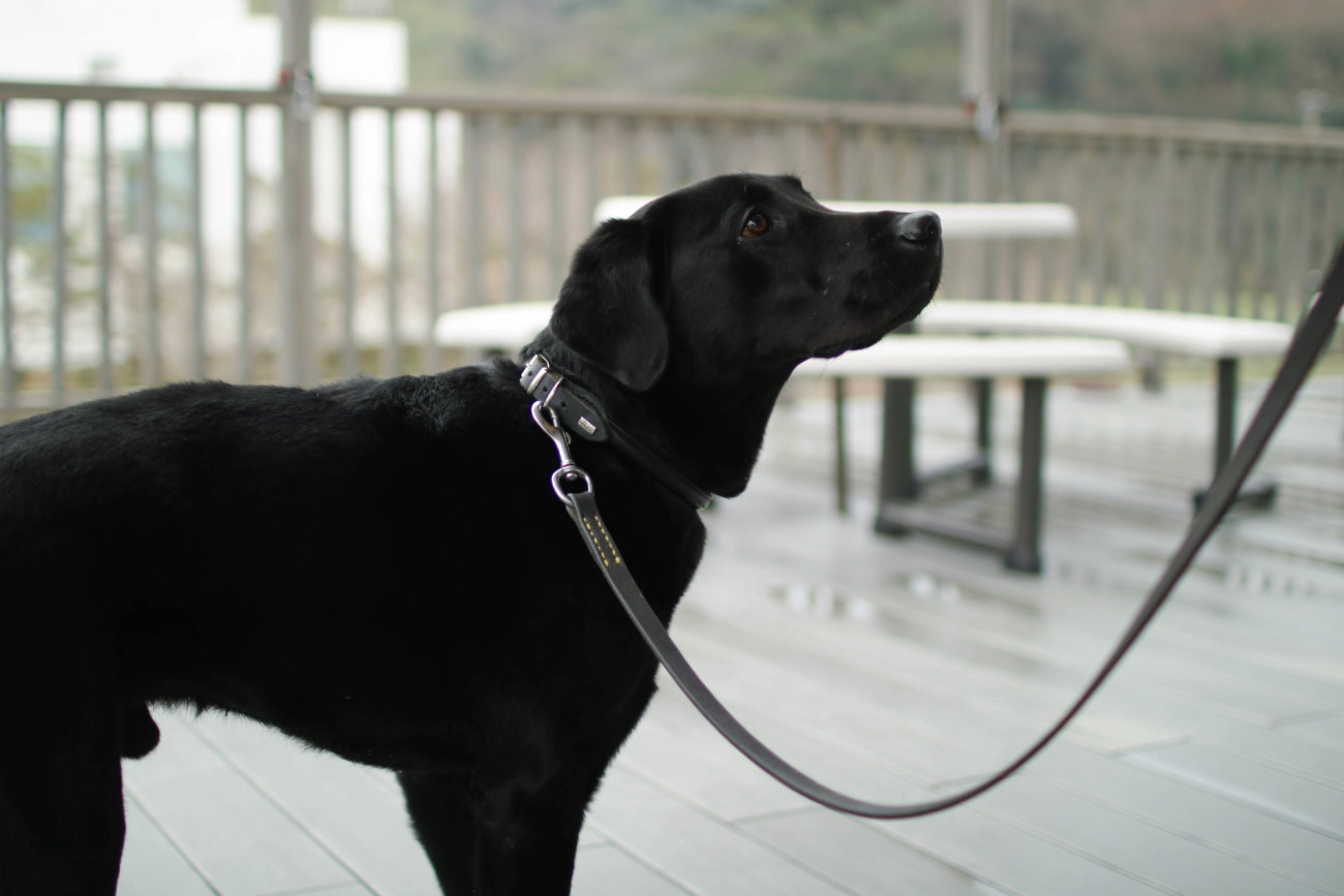 レトリーバー,看板犬,ドッグラン
