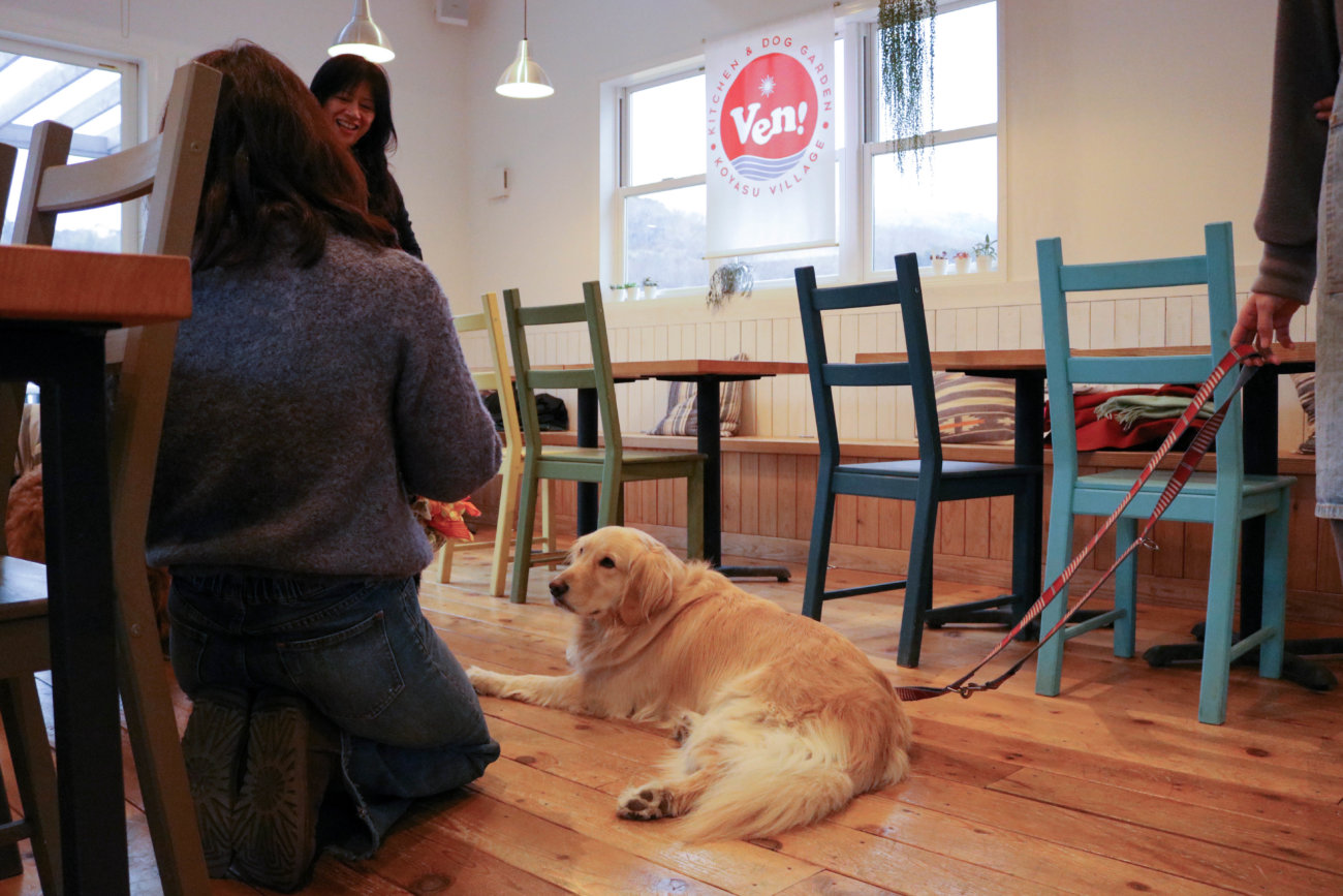 レトリーバー,看板犬,ドッグラン