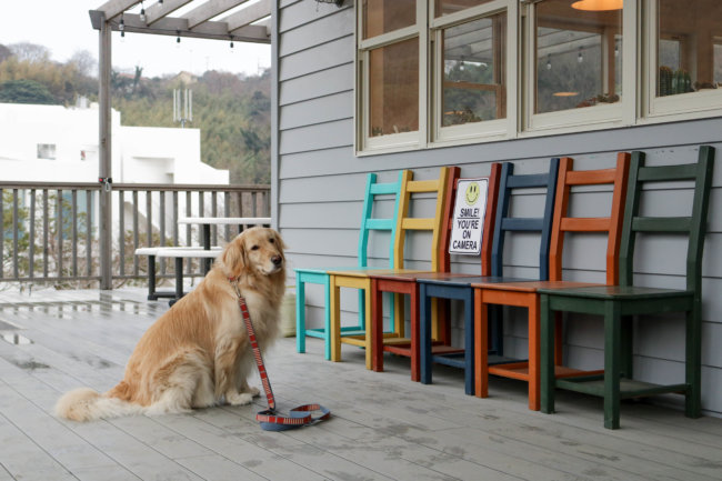 レトリーバー,看板犬,ドッグラン