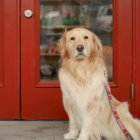 【取材・看板犬】大型犬の聖地！湘南のドッグカフェ＆ラン〜看板犬はゴールデンのマーリー〜