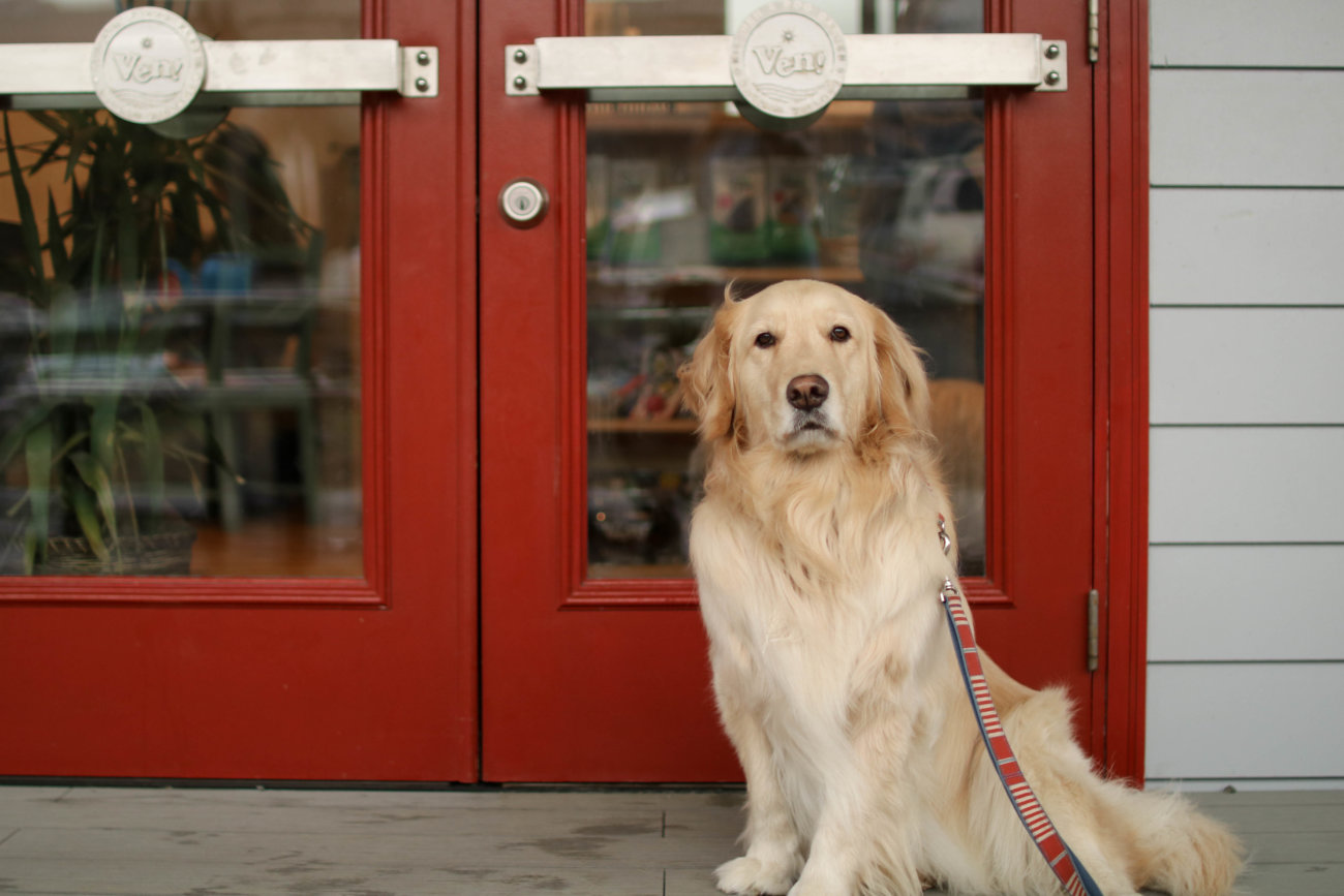 レトリーバー,看板犬,ドッグラン