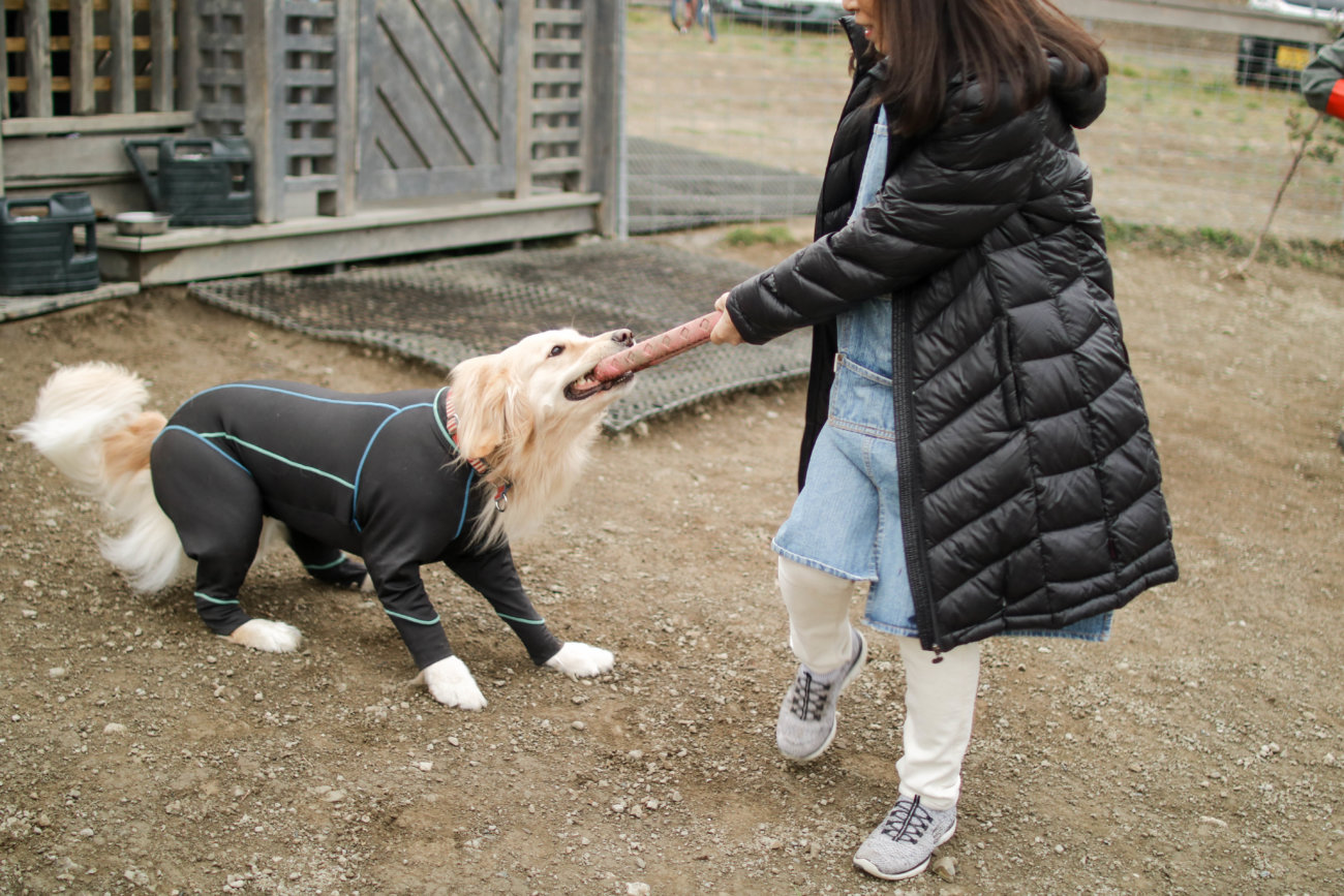 レトリーバー,看板犬,ドッグラン