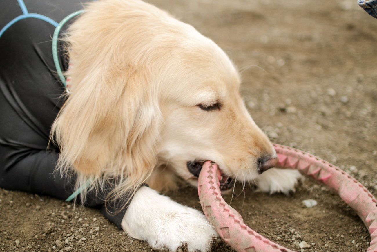 レトリーバー,看板犬,ドッグラン