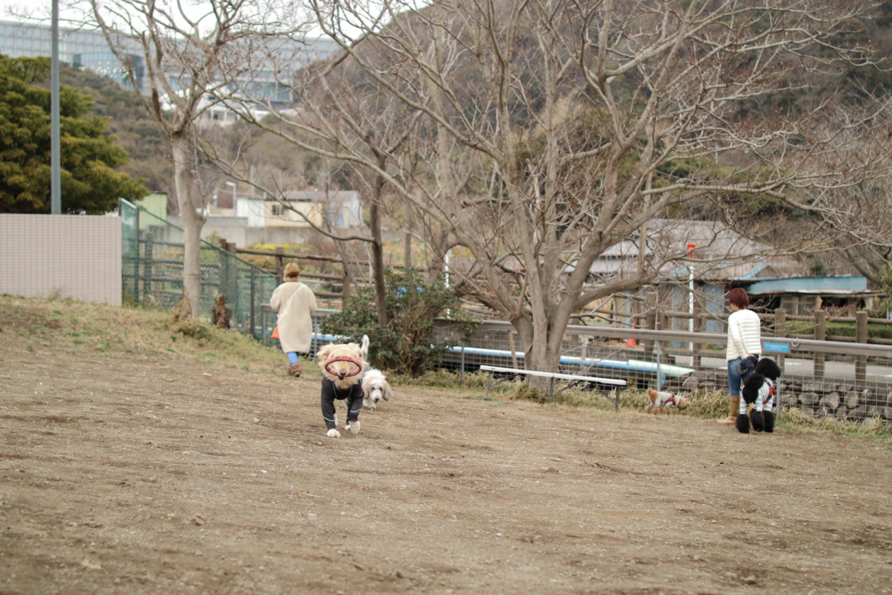 レトリーバー,看板犬,ドッグラン