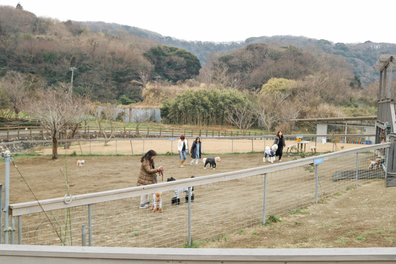 レトリーバー,看板犬,ドッグラン