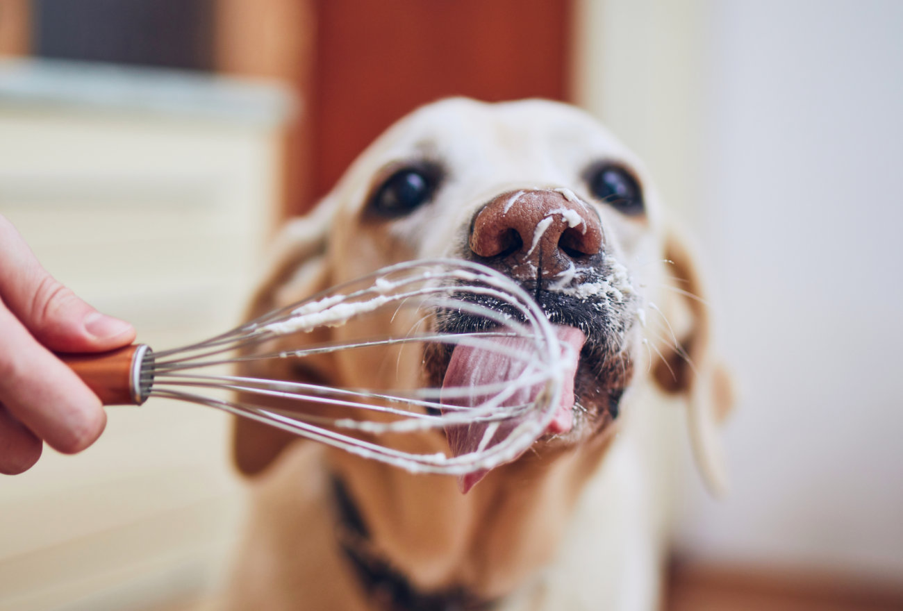 レトリーバー,食べる