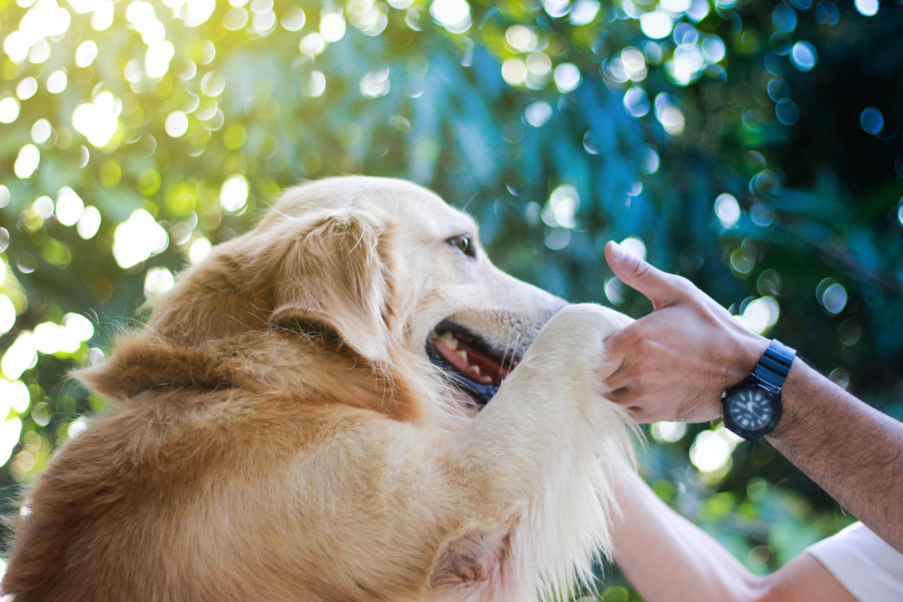 レトリーバー,てんかん