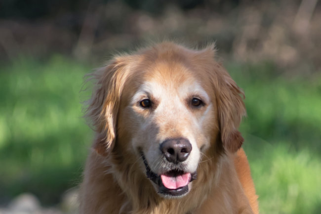 レトリーバー,名前