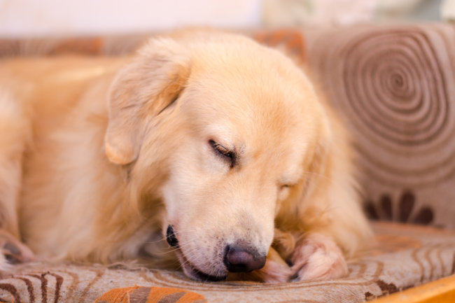 レトリーバー,旅行