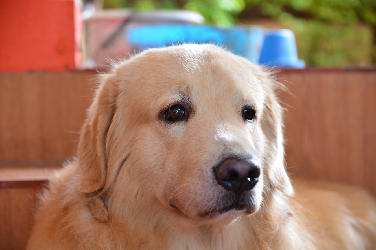 レトリーバー,旅行