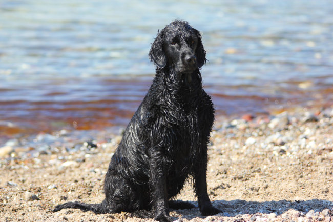 フラットコーテッドレトリーバー