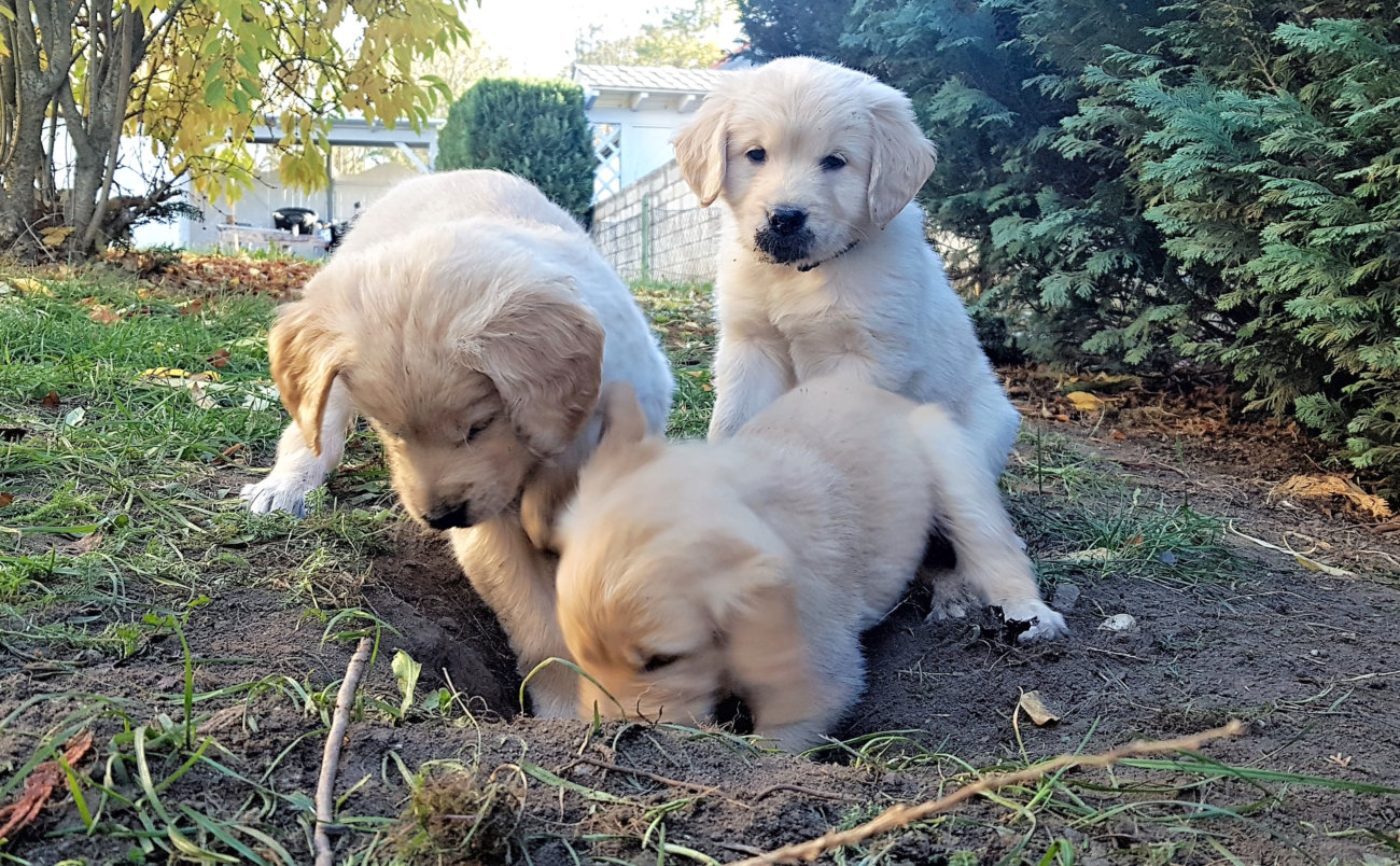レトリーバー,穴掘り