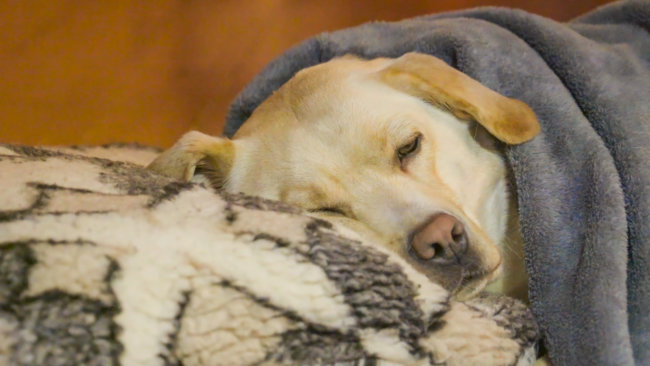 レトリーバー,音活