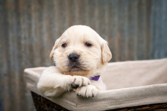 レトリーバー,子犬