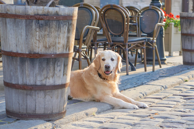 レトリーバー,カフェ