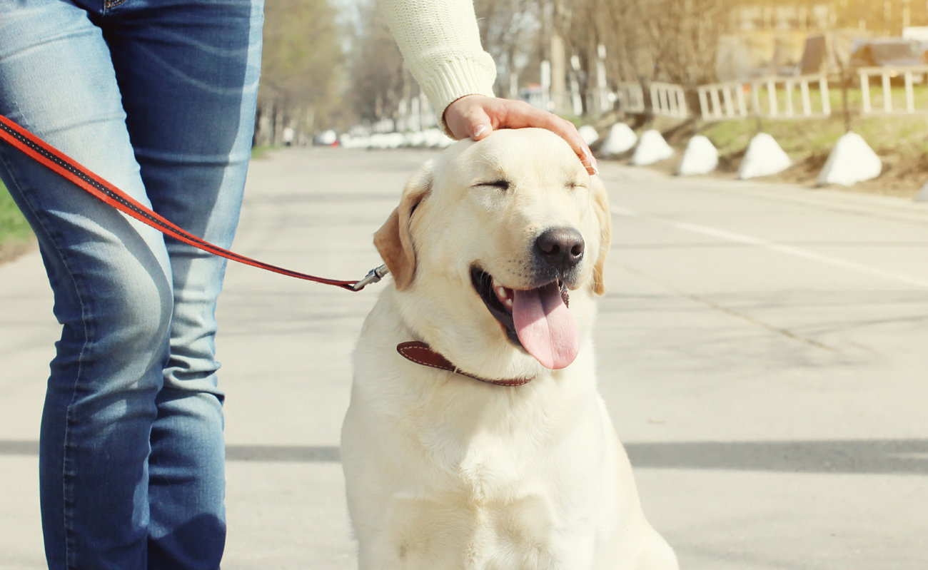 レトリーバー,散歩