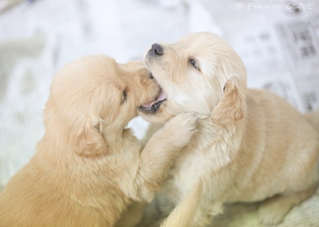 レトリーバー,写真