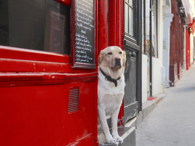 レトリーバー,カフェ