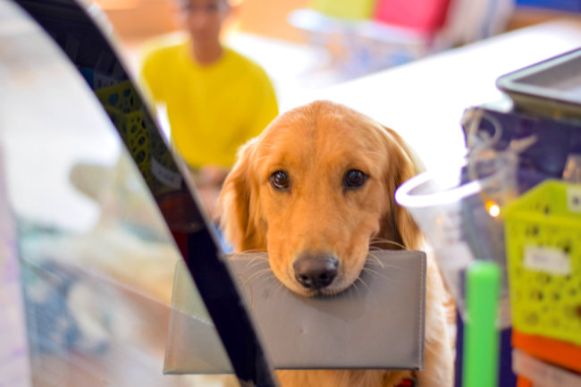 レトリーバー,カフェ