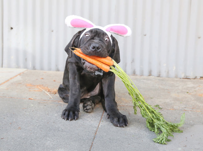 ラブラドール,イースター