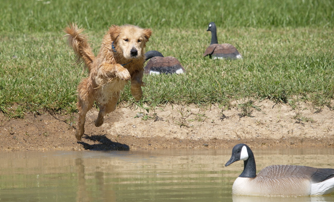 レトリーバー,散歩