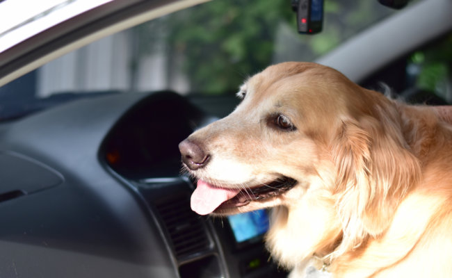 レトリーバー,旅行