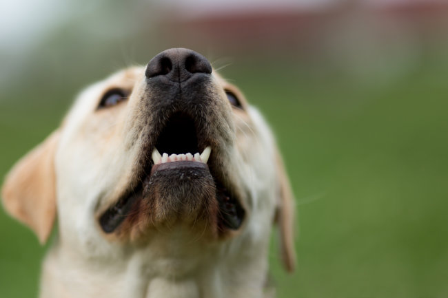 レトリーバー,ストレス