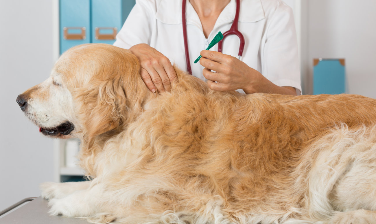 レトリーバー,マダニ