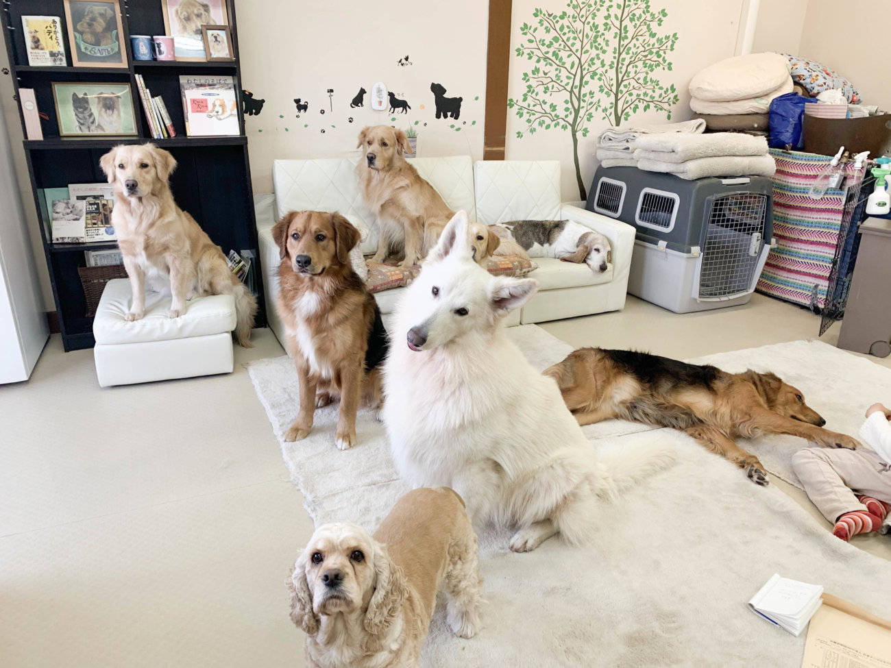 レトリーバー,セラピー犬