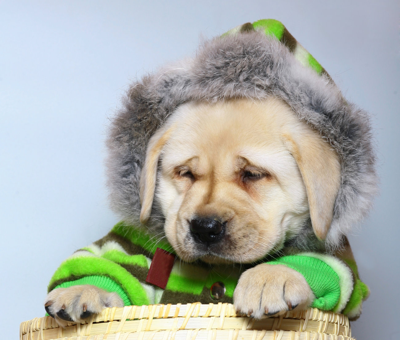 レトリーバー,服