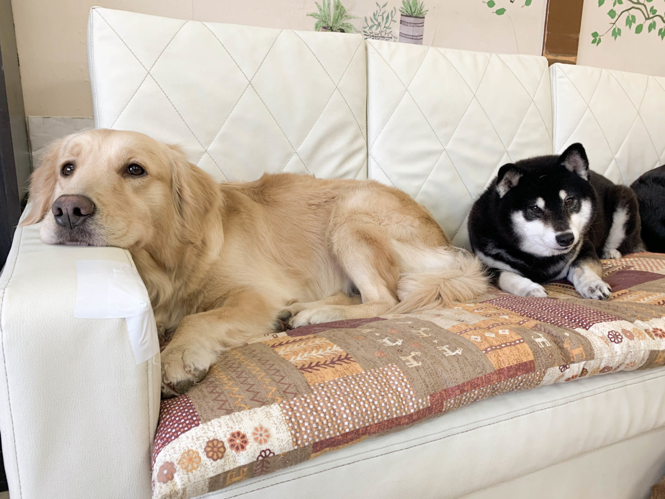 レトリーバー,セラピー犬