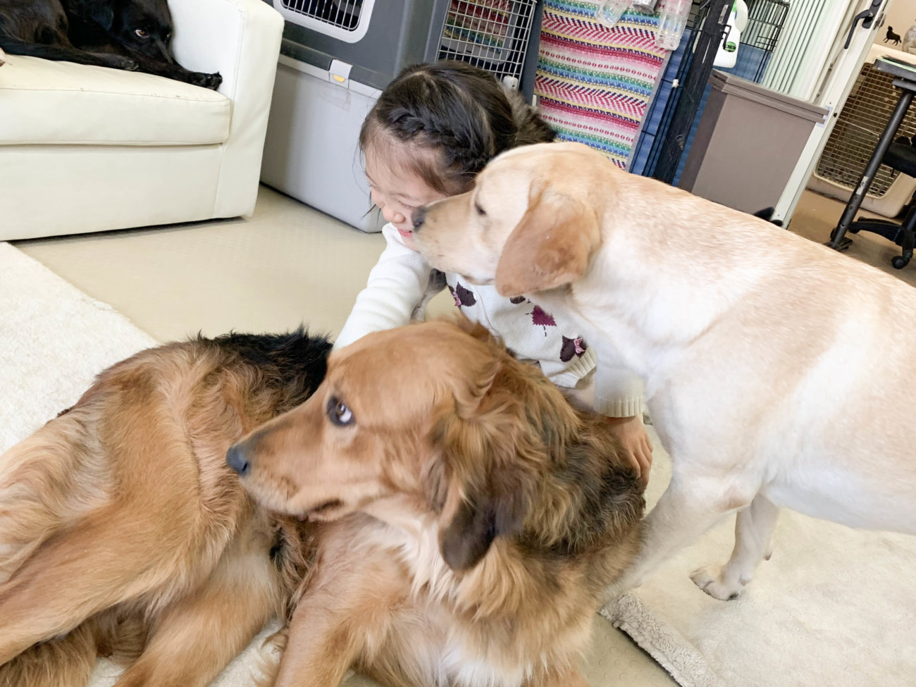 レトリーバー,セラピー犬