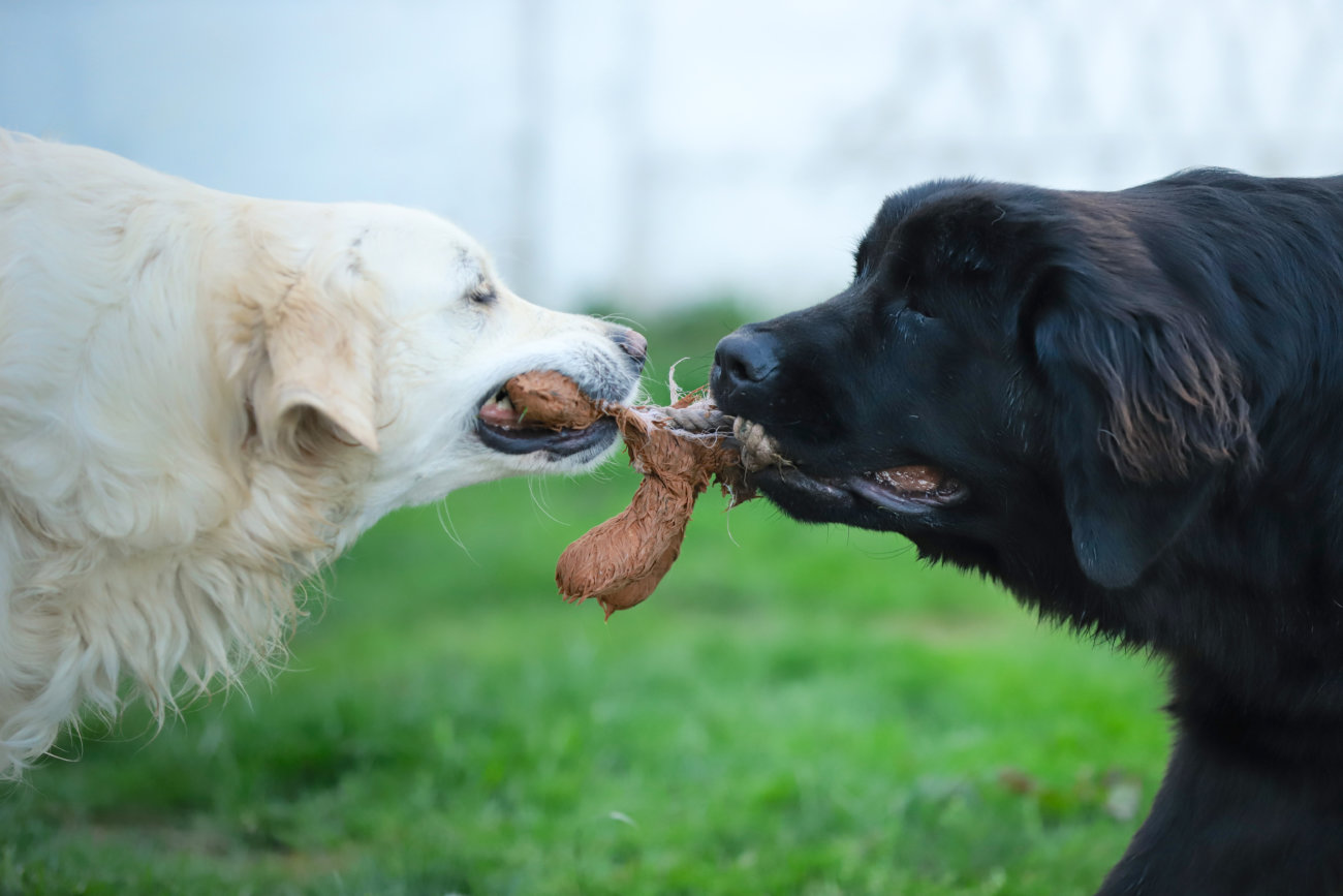 レトリーバー,引っ張る
