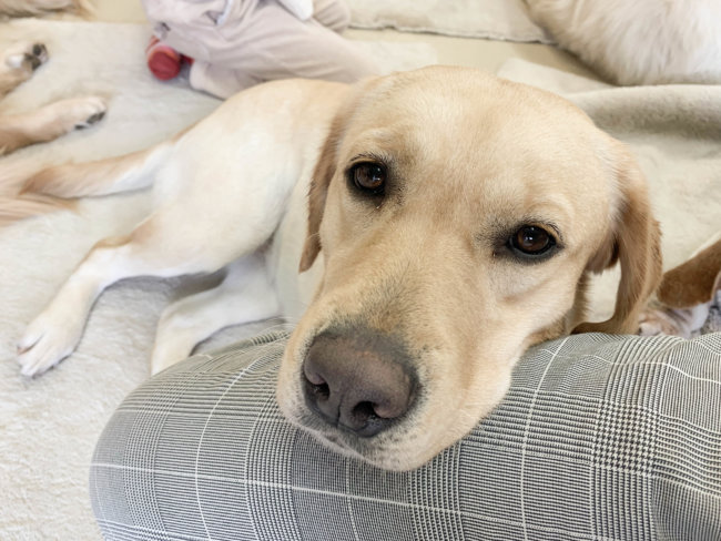 レトリーバー,セラピー犬