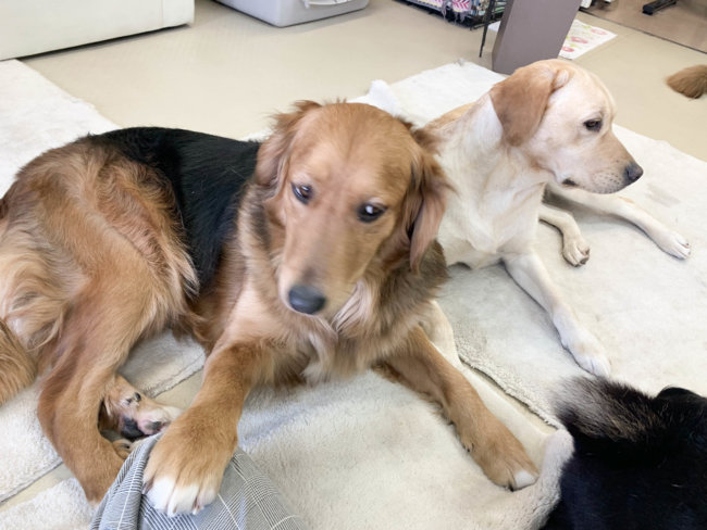 レトリーバー,セラピー犬