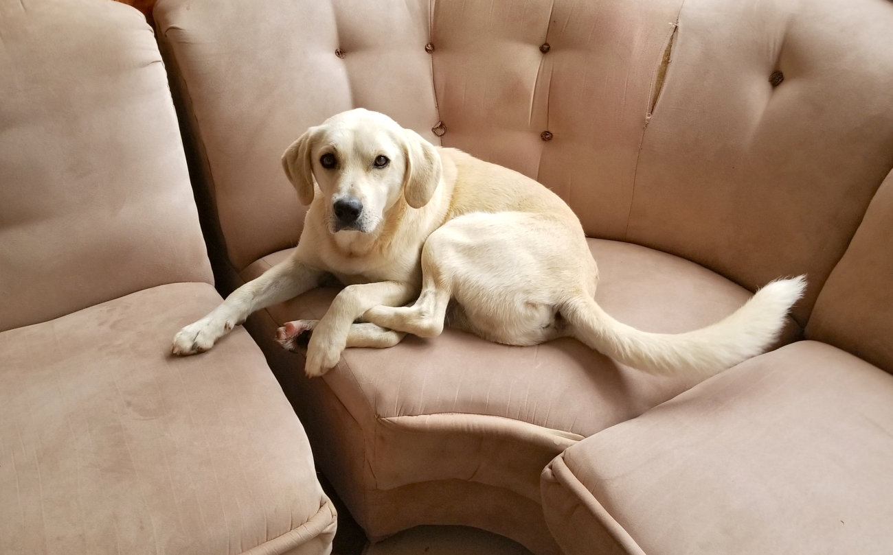 レトリーバー,留守番