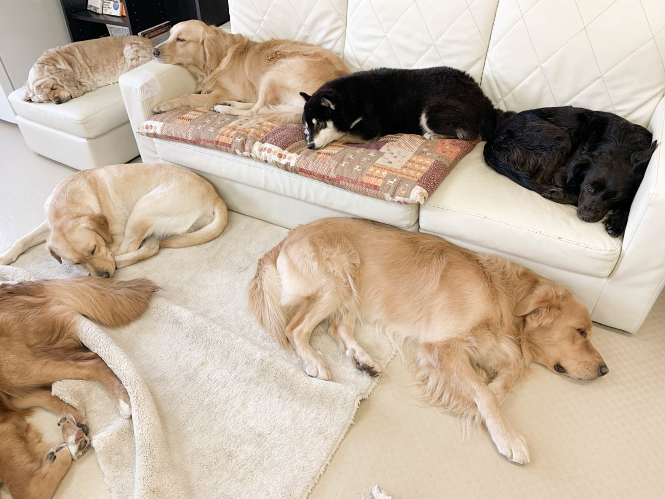 レトリーバー,セラピー犬