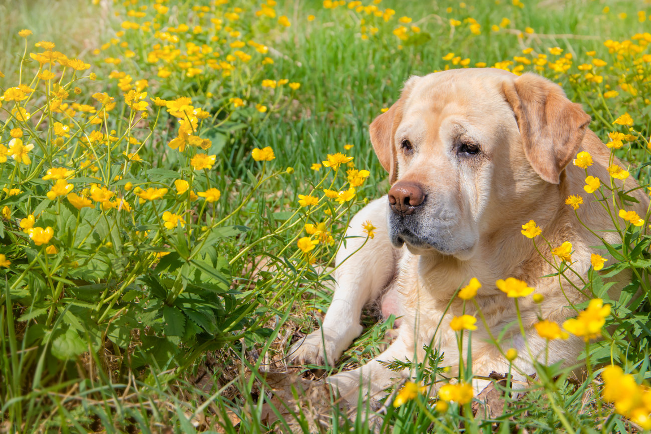 ラブラドール,花
