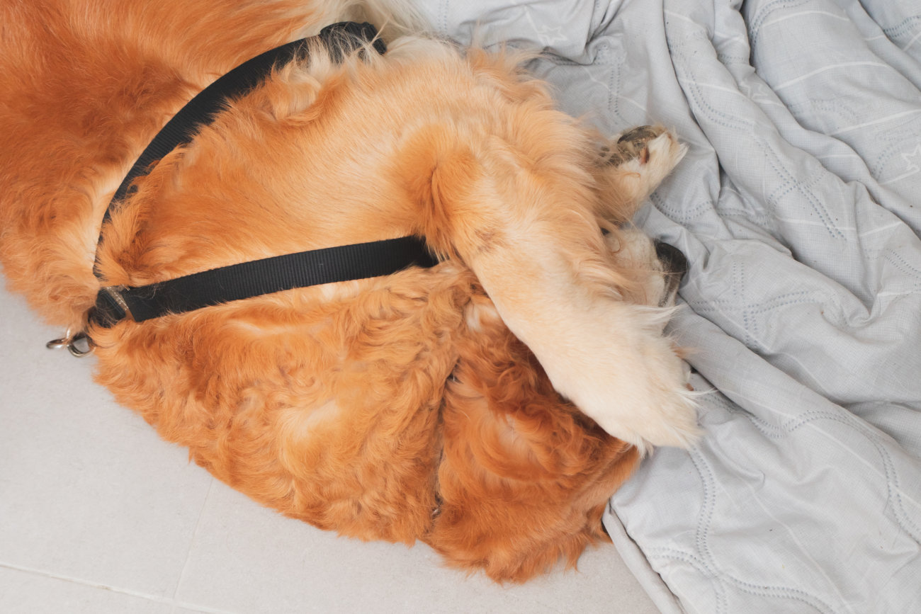 レトリーバー,マダニ