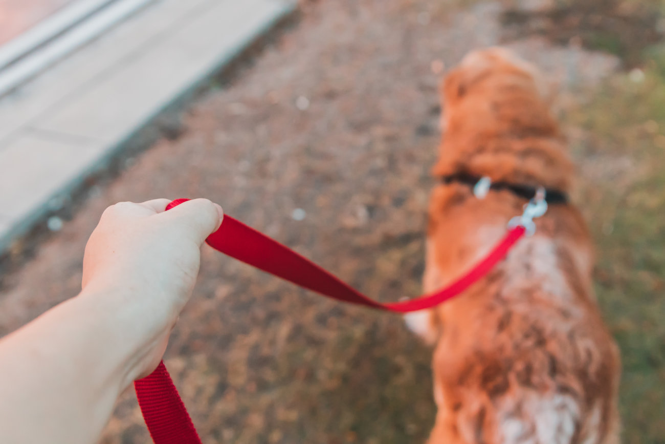 レトリーバー,老犬