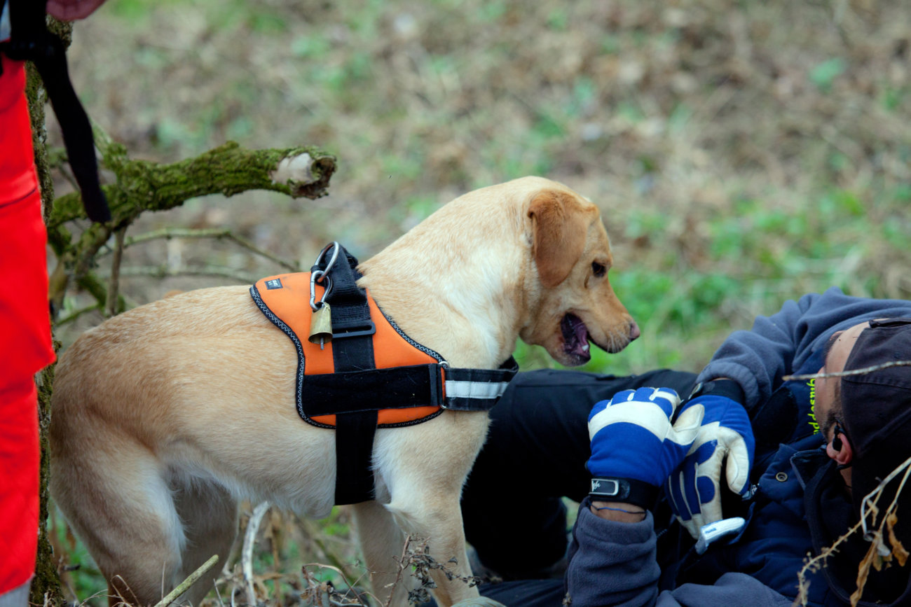 レトリーバー,助ける