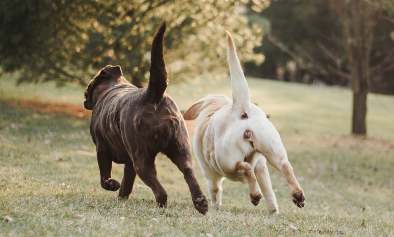 レトリーバー,尻尾
