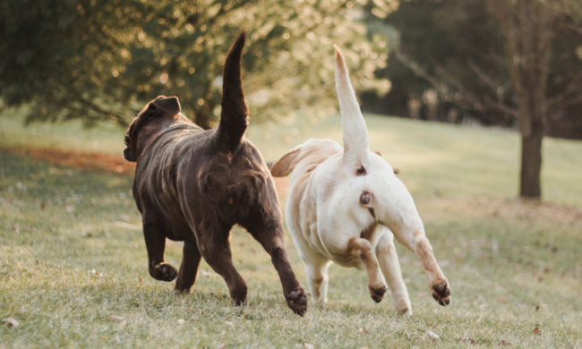 レトリーバー,尻尾