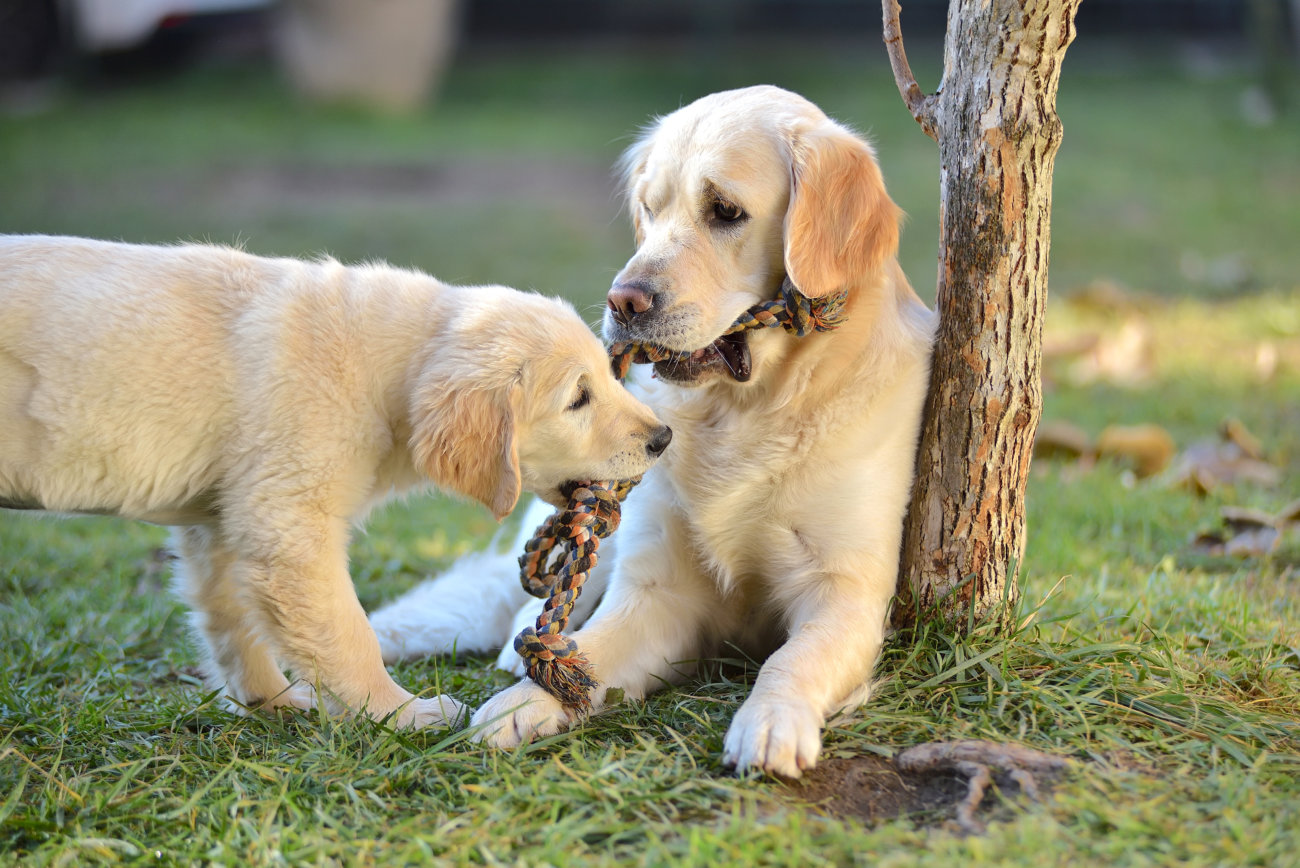 レトリーバー,引っ張る