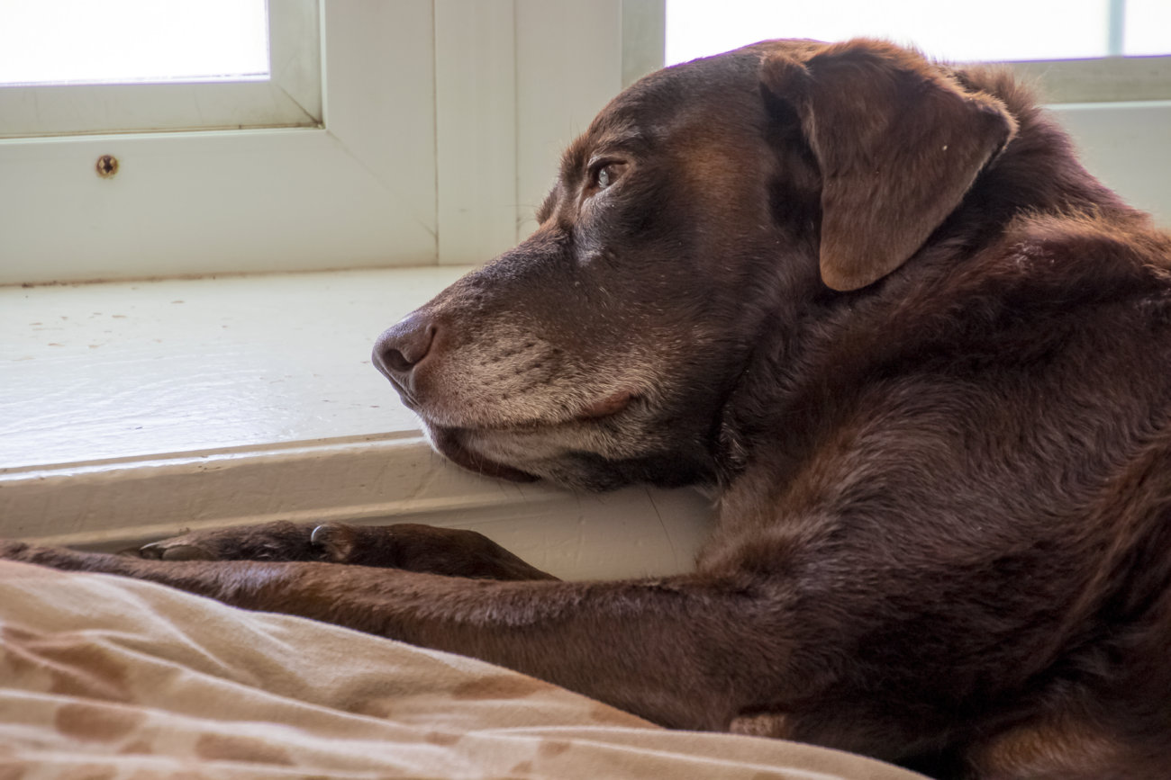 レトリーバー,留守番