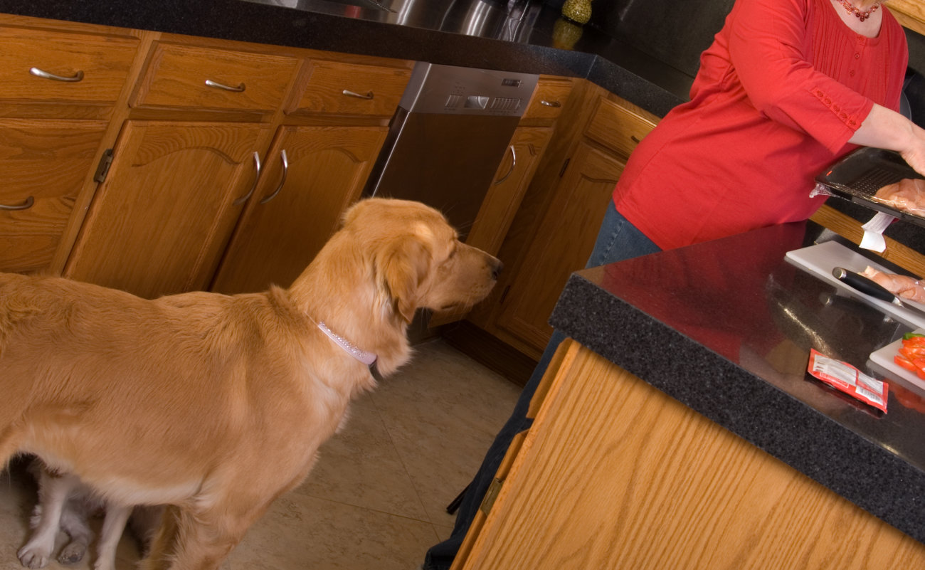 レトリーバー,助ける